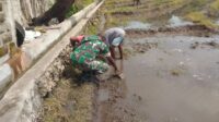 Babinsa Pahunga Lodu Turun Ke Sawah Bantu Siapkan Lahan Tanam Padi Petani