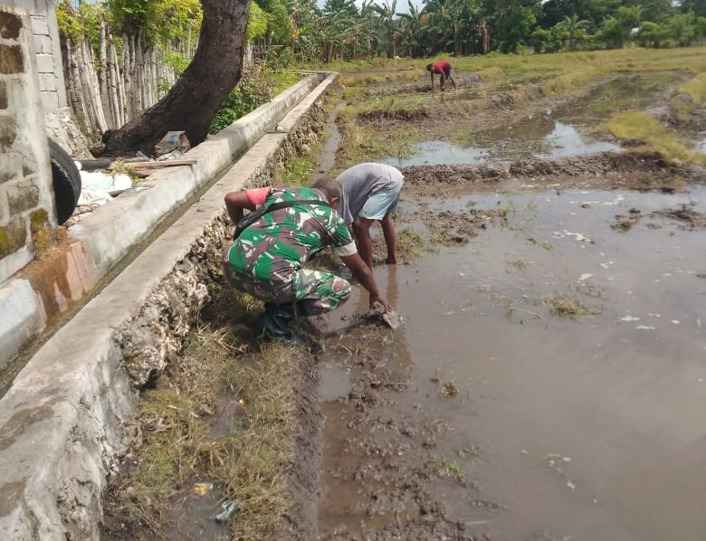 Babinsa Pahunga Lodu Turun Ke Sawah Bantu Siapkan Lahan Tanam Padi Petani