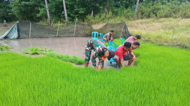 Sukseskan Swasembada Pangan Babinsa Tabundung Bantu Warga Cabut Bibit Padi Di Sawah