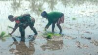 Terus Dukung Hanpangan, Babinsa Waingapu Bantu Petani Menanam Padi