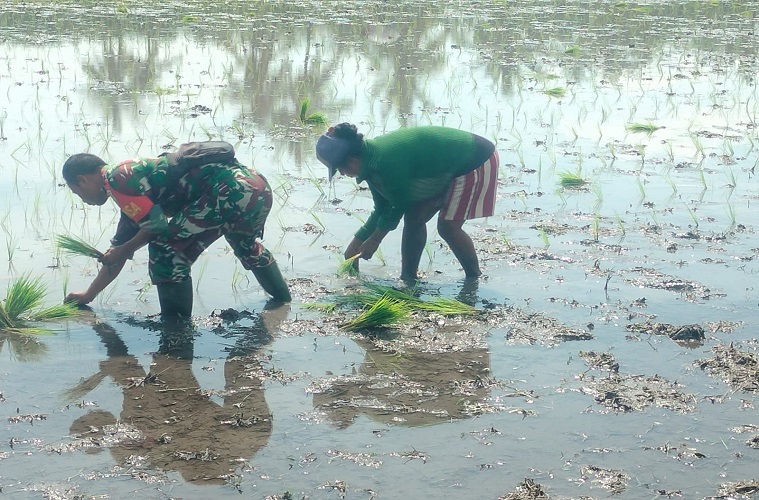 Terus Dukung Hanpangan, Babinsa Waingapu Bantu Petani Menanam Padi