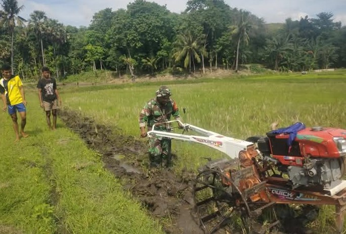 Babinsa Membantu Petani Mengolah Lahan Sawah Menggunakan Traktor Di Kelurahan Mauliru