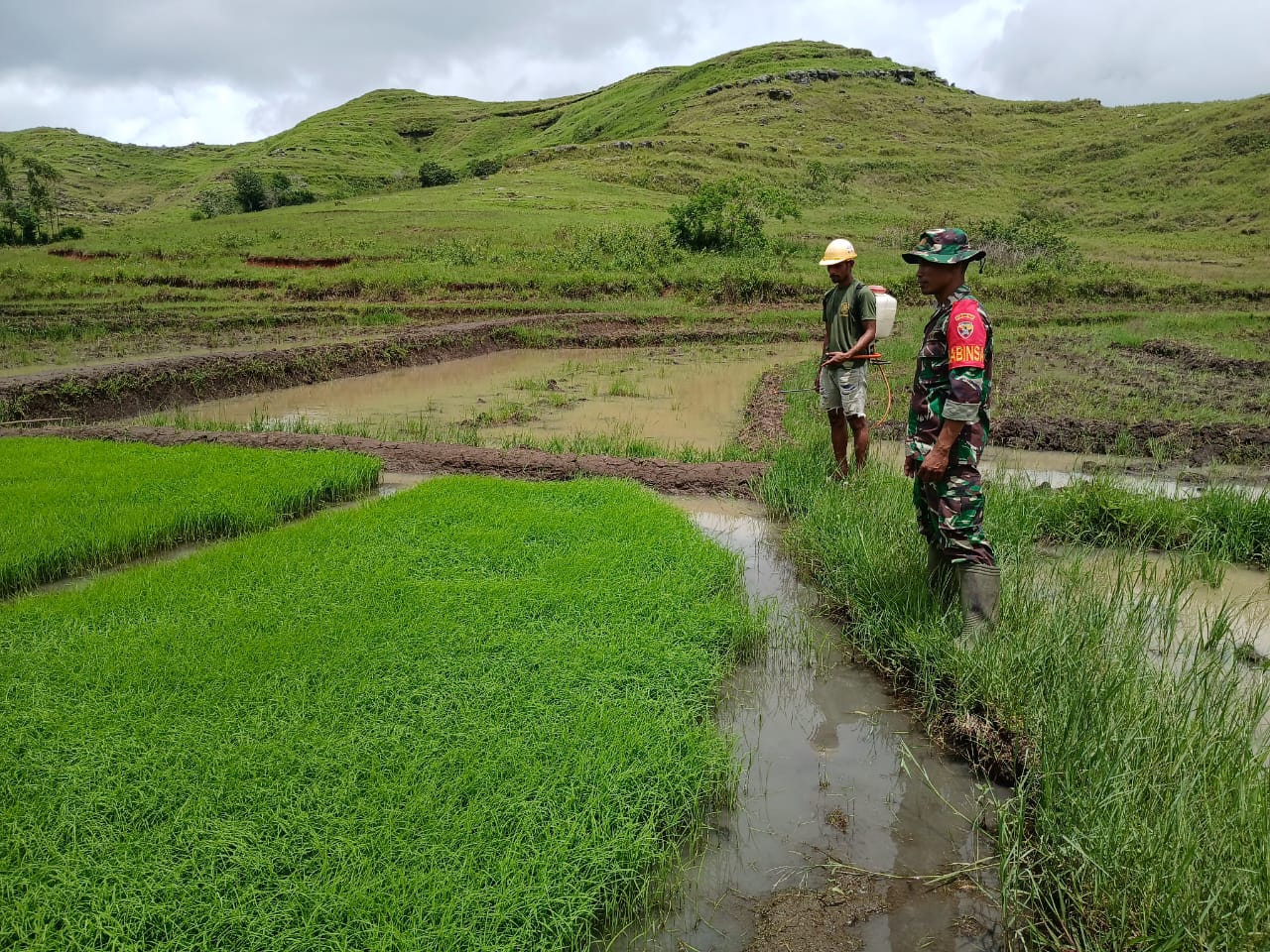Tingkatkan Ketahanan Pangan, Babinsa dan Petani Desa Praibokul Mengecek Bibit Padi Yang Akan Ditanam Tingkatkan Ketahanan Pangan, Babinsa dan Petani Desa Praibokul Mengecek Bibit Padi Yang Akan Ditanam