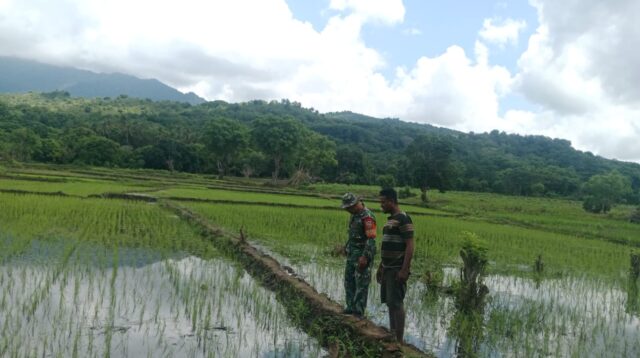 Babinsa Koramil 06/Karera Pantau Pertumbuhan Tanaman Padi Di Desa Nggongi