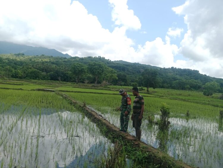 Babinsa Koramil 06/Karera Pantau Pertumbuhan Tanaman Padi Di Desa Nggongi