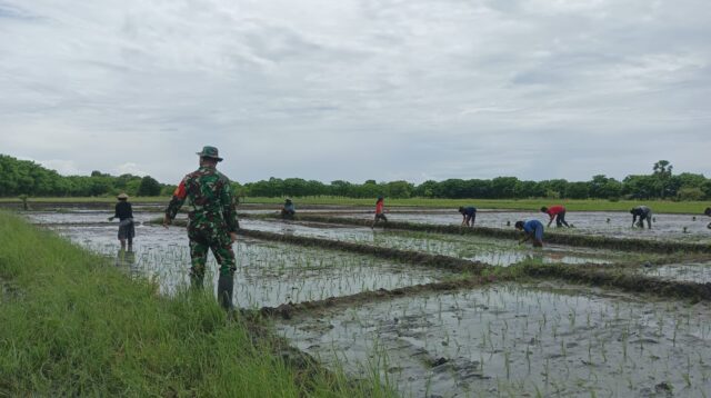 Babinsa Koramil 03/Pahunga Lodu Komsos dengan Petani Di Desa Kaliuda