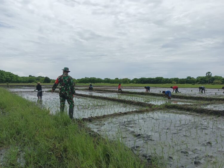 Babinsa Koramil 03/Pahunga Lodu Komsos dengan Petani Di Desa Kaliuda