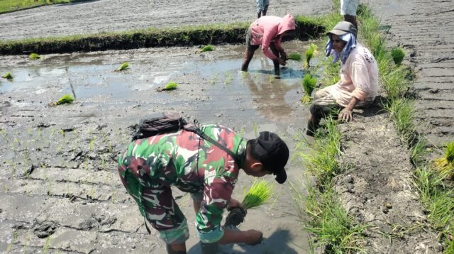 Sukseskan Program Ketahanan Pangan Babinsa Koramil 05/Waingapu Bantu Petani Tanam Padi