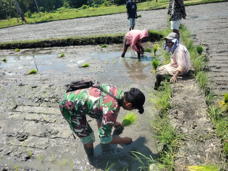 Sukseskan Program Ketahanan Pangan Babinsa Koramil 05/Waingapu Bantu Petani Tanam Padi