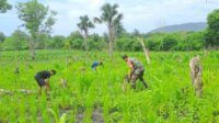 Babinsa Karera Bantu Petani Penyiangan Tanaman Padi Di Desa Kakaha