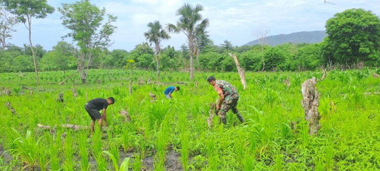 Babinsa Karera Bantu Petani Penyiangan Tanaman Padi Di Desa Kakaha