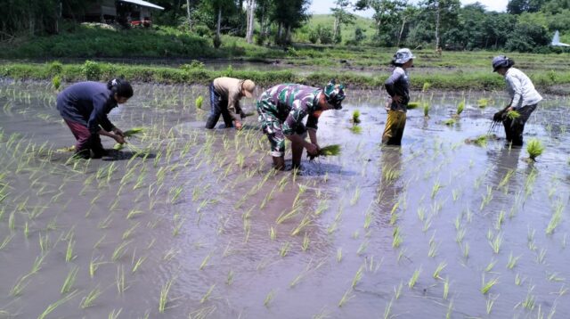 Tingkatkan Ketahanan Pangan Nasional, Babinsa Koramil 01/Lewa Terjun Kesawah Bersama Petani