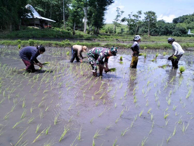 Tingkatkan Ketahanan Pangan Nasional, Babinsa Koramil 01/Lewa Terjun Kesawah Bersama Petani Tingkatkan Ketahanan Pangan Nasional, Babinsa Koramil 01/Lewa Terjun Kesawah Bersama Petani