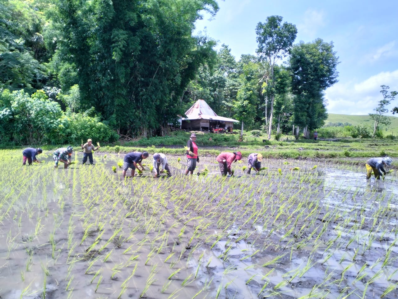 Tingkatkan Ketahanan Pangan Nasional, Babinsa Koramil 01/Lewa Terjun Kesawah Bersama Petani