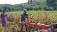 Babinsa Membantu Petani Menyiapkan Lahan Dengan Menggunakan Traktor Di Desa Praingkareha Babinsa Membantu Petani Menyiapkan Lahan Dengan Menggunakan Traktor Di Desa Praingkareha