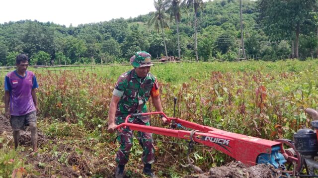 Babinsa Membantu Petani Menyiapkan Lahan Dengan Menggunakan Traktor Di Desa Praingkareha
