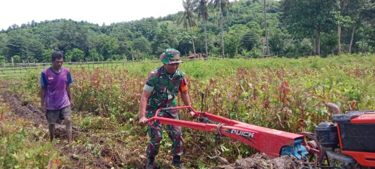 Babinsa Membantu Petani Menyiapkan Lahan Dengan Menggunakan Traktor Di Desa Praingkareha