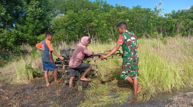 Babinsa Pahunga Lodu Bantu Petani Bajak Sawah untuk Siapkan Lahan Pertanian Di Desa Pamburu