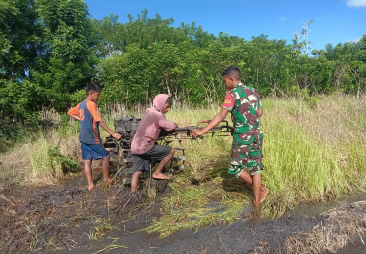 Babinsa Pahunga Lodu Bantu Petani Bajak Sawah untuk Siapkan Lahan Pertanian Di Desa Pamburu