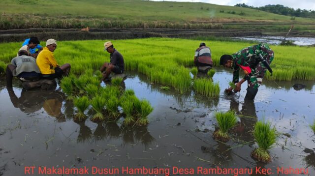 Tingkatkan Ketahanan Pangan, Babinsa Waingapu Bantu Petani Desa Rambangaru Tanam Padi