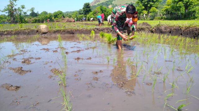 Dalam Mewujudkan Ketahanan Pangan, Babinsa Membantu Petani Tanam Padi Di Desa Nggongi