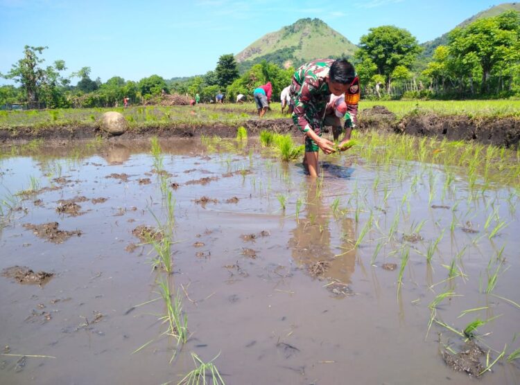 Dalam Mewujudkan Ketahanan Pangan, Babinsa Membantu Petani Tanam Padi Di Desa Nggongi