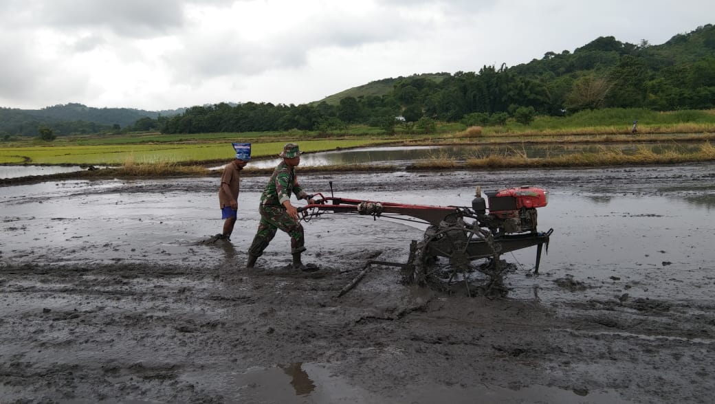 Babinsa Koramil 01/Lewa Bantu Petani Bajak Sawah untuk Siapkan Lahan Pertanian
