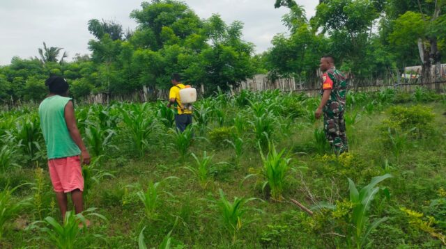 Dukung Katahanan Pangan Babinsa Serda Hendrik Dampingi Petani Menyemprot Tanaman Jagung