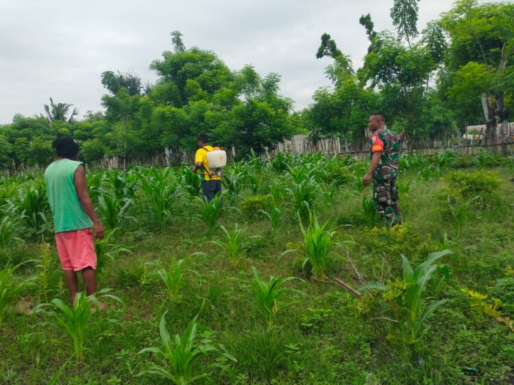 Dukung Katahanan Pangan Babinsa Serda Hendrik Dampingi Petani Menyemprot Tanaman Jagung