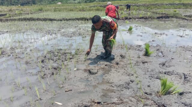 Babinsa Koramil 04/Tabundung Terjun Langsung Kesawah Bantu Petani Tanam Padi
