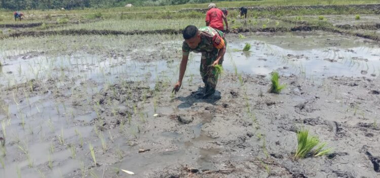 Babinsa Koramil 04/Tabundung Terjun Langsung Kesawah Bantu Petani Tanam Padi