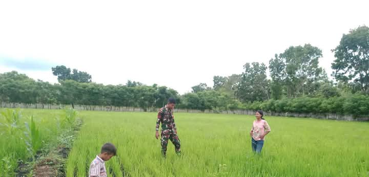 Babinsa Koramil 03/Pahunga Lodu Pantau Pertumbuhan Tanaman Padi Di Desa Kuruwaki