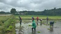 Tingkatkan Ketahanan Pangan, Babinsa Lewa Bantu Petani Tanam Padi Di Desa Ngadu Langgi