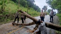 Polres Sumba Barat Evakuasi Pohon Tumbang yang Tutup Akses Jalan Waikabubak-Lamboya