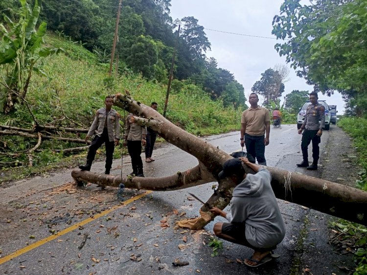 Polres Sumba Barat Evakuasi Pohon Tumbang yang Tutup Akses Jalan Waikabubak-Lamboya