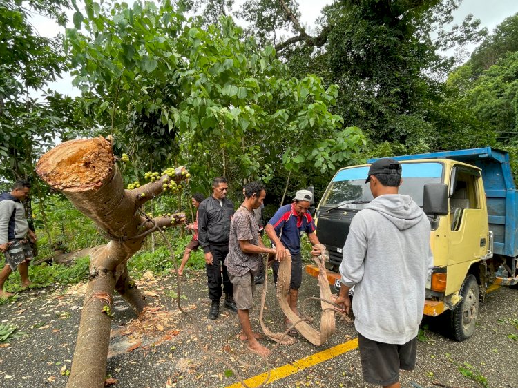 Polres Sumba Barat Evakuasi Pohon Tumbang yang Tutup Akses Jalan Waikabubak-Lamboya