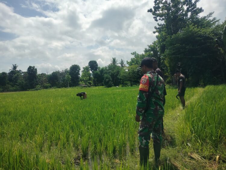 Melalui Komsos, Babinsa Koramil 05/ Waingapu Berikan Motivasi kepada Petani Padi Di Wilayah Kelurahan Lambanapu