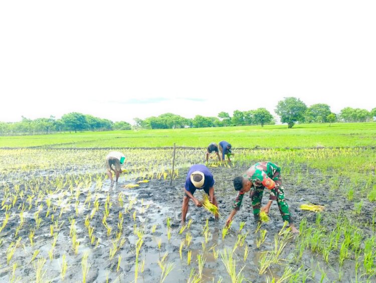 Percepat Masa Tanam Babinsa Pahunga Lodu Turun Langsung Kesawah, Bantu Petani Padi Di Desa Mburukulu