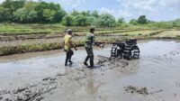 Babinsa Membantu Petani Mengolah Lahan Sawah Menggunakan Traktor Di Desa Rambangaru