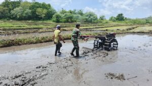 Babinsa Membantu Petani Mengolah Lahan Sawah Menggunakan Traktor Di Desa Rambangaru