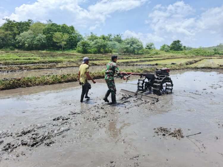 Babinsa Membantu Petani Mengolah Lahan Sawah Menggunakan Traktor Di Desa Rambangaru Babinsa Membantu Petani Mengolah Lahan Sawah Menggunakan Traktor Di Desa Rambangaru