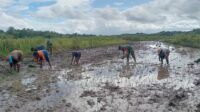 Tingkatkan Ketahanan Pangan, Babinsa Bantu Petani Tanam Padi Di Desa Kondamara