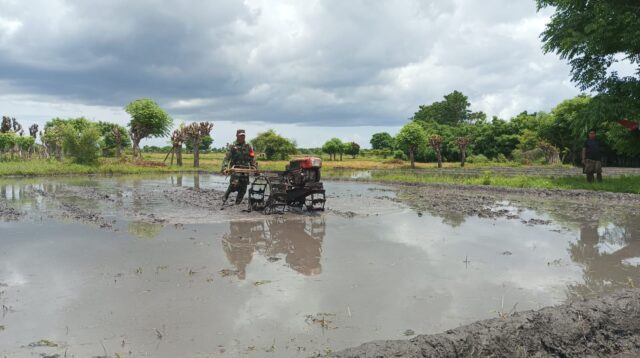 Babinsa Pahunga Lodu Bantu Petani Bajak Sawah untuk Siapkan Lahan Pertanian Di Desa Kaliuda