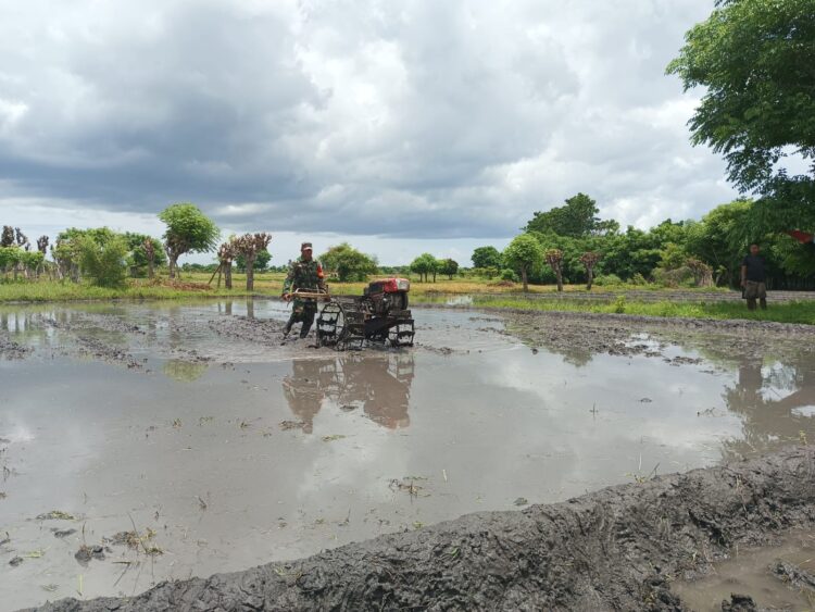 Babinsa Pahunga Lodu Bantu Petani Bajak Sawah untuk Siapkan Lahan Pertanian Di Desa Kaliuda