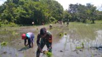 Peran Babinsa Karera dalam Ketahanan Pangan, Bantu Petani Tanam Padi Di Desa Praimadita