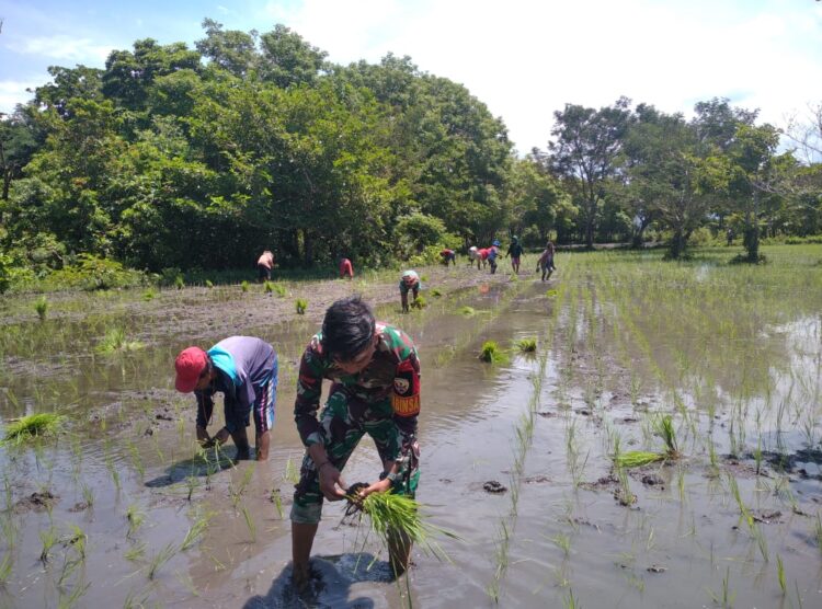 Peran Babinsa Karera dalam Ketahanan Pangan, Bantu Petani Tanam Padi Di Desa Praimadita