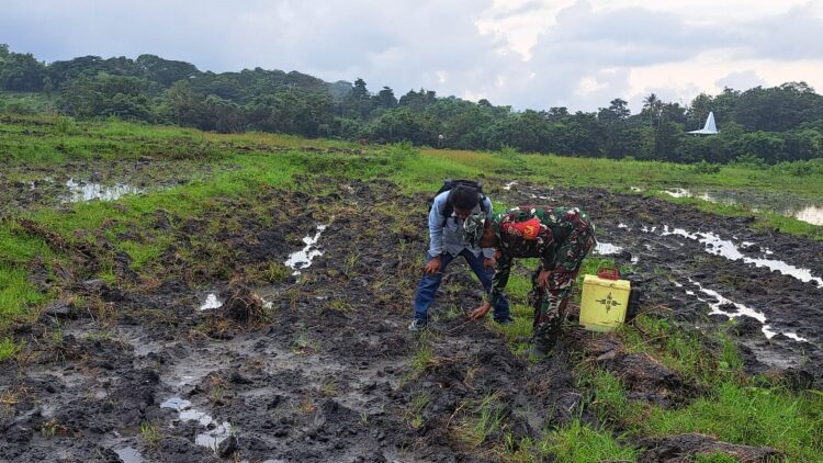 Lakukan Pendampingan, Babinsa Koramil 01/Lewa Bantu Petani Mengolah Sawah