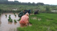 Wujudkan TNI Manunggal Bersama Rakyat, Babinsa Lewa Bantu Petani Cabut Bibit Padi Di Desa Rakawatu