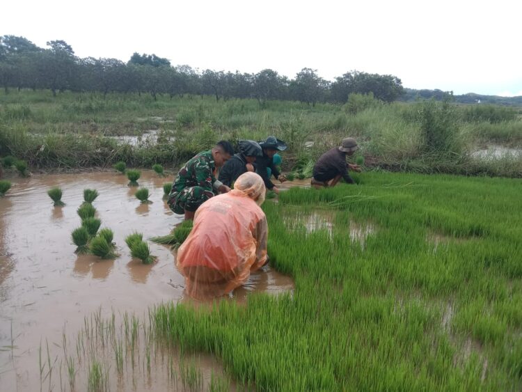 Wujudkan TNI Manunggal Bersama Rakyat, Babinsa Lewa Bantu Petani Cabut Bibit Padi Di Desa Rakawatu