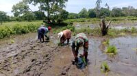 Babinsa Karera Bantu dan Semangati Petani Tanam Padi Di Desa Praimadita